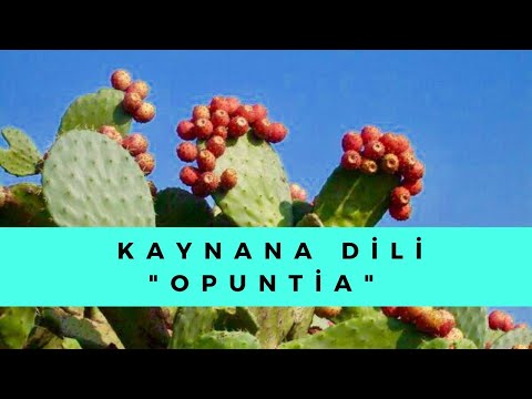 KAYNANA DİLİ (OPUNTİA) Hint-Frenk İnciri Bakımı ve Püf Noktaları