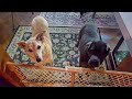 Electrostatic Rhythm Pigs cover 'The Lovecats' by The Cure