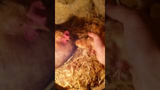 Kurt Toyugum 11Cuce Cixartdi