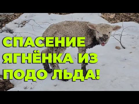 Спасли малыша ягнёнка!