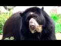 Los osos de anteojos y sus frecuentes incursiones en Machu Picchu
