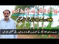 Poplar Tree Farming | Tree Farming in Pakistan | پاپولر کے درخت لگائیں کروڑوں کمائیں