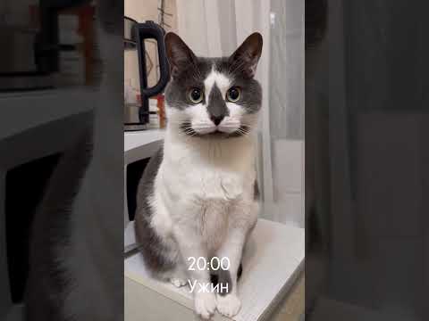 Слежу за котом день 1. Мартин #catlover #юмор #прикол #животные #кот #котики #коты #топ