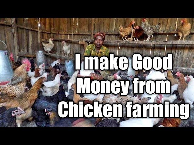I Make Good Money from Kienyeji Chicken Farming. How to start a Kienyeji Chicken Farm class=