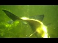 Подводная охота Разное.mp4. Spearfishing.Записки охотника