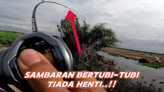 SPOT PENUH SAMBARAN GABUS & TOMAN II HASILNYA DILUAR PERKIRAAN II BELUM PERNAH MANCING SEANEH INI