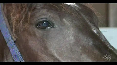 Como tratar gripe em cavalo?