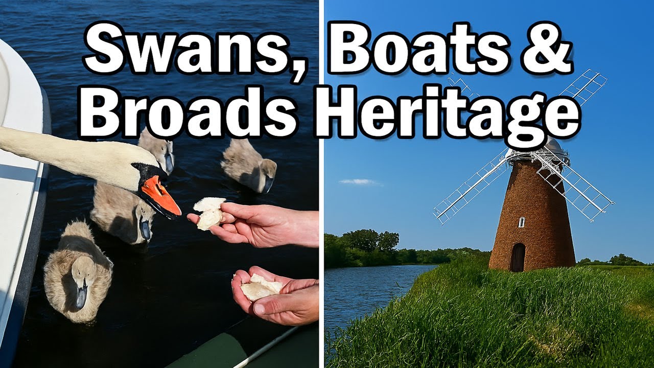 Feeding Swans on the River Ant | Norfolk Broads Wildlife, Boating & Marshland Heritage