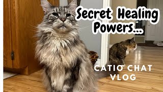 Cats Purring Heals?? Chat Vlog #pets #animals #cats #catvideo #catlover by Maine Coon Capers 584 views 7 days ago 10 minutes, 48 seconds