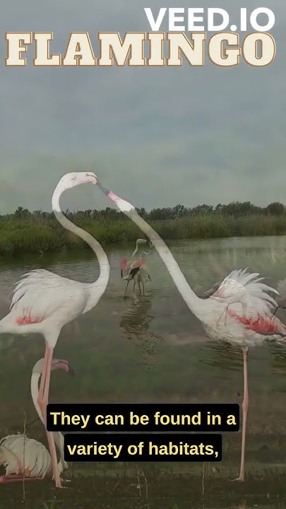 Did You Know: What's the Collective Noun for Flamingos? 🦩 - YouTube