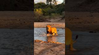 How do tribals use cows to escape from lions #shortvideo