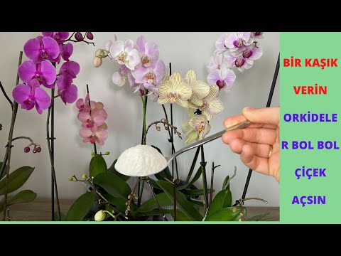 Bir Kaşık Verin Orkideler Bol Çiçek Açıp Sağlıklı Kökler Versin/Orkide Coşturan Gübre