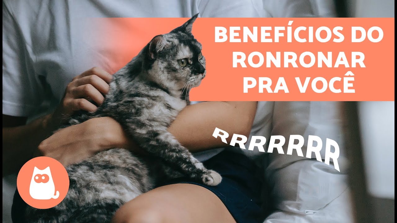 10 vídeos de gatos úteis e divertidos do canal do PeritoAnimal