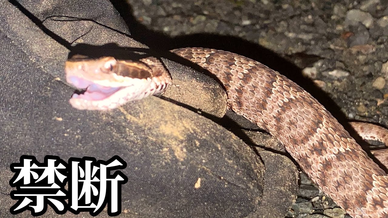 Poisonous snakes] Children are not allowed! Searching for vipers