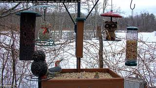 Backyard Birds Have A Feeder Frenzy In Sapsucker Woods | Cornell FeederWatch Cam – Jan. 7, 2021