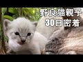草むらで見つけた白猫の親子 30日間密着