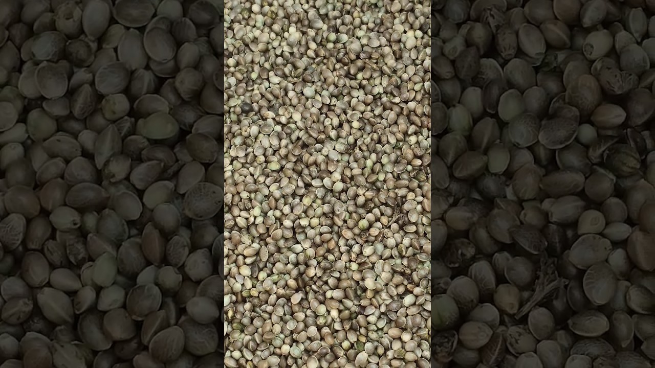 भांग के बीज || 