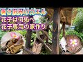 【暑さ限界のカエル】②ヒキガエルの花子の行方〜専用の家作り