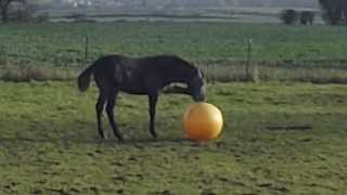 Le Poulain Et Le Ballon Un Avenir Dans Le Football? Resimi