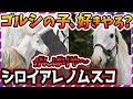 【ウマ娘 競馬】白毛のゴールドシップ産駒爆誕!新たなアイドルホースの誕生か?気になる今後【ゆっくり解説】