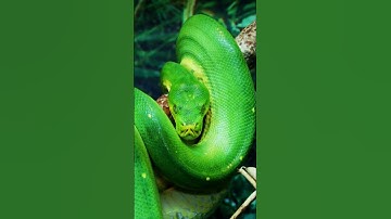 Stunning Green Python Slithers Through Tree Branches | Mesmerizing Jungle Footage