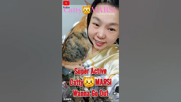 Video 11507801: coon calico tabby mixed, maine coon calico tabby, tabby maine coon cat, calico tabby mixed lovely, coon cat meowing maine, adorable maine coon cat, tabby cat funny, cat cutecat meow funny, cat fun meow, pet traveler