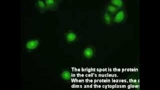 ERK Protein Oscillations