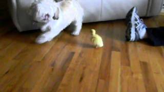 Dog scared of baby duck