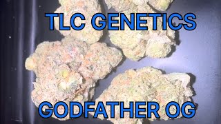 Godfather OG Cannabis Flower (Strain Review): The TLC Genetic Show