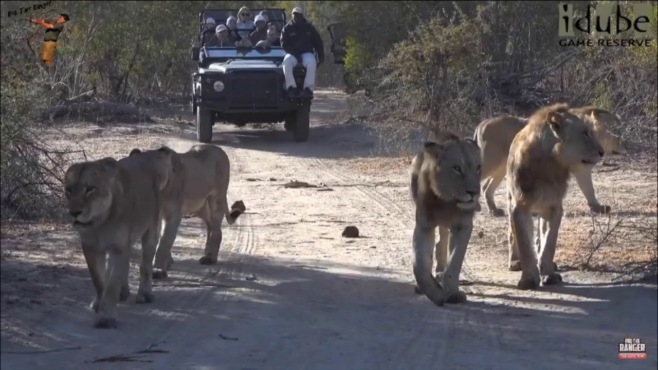 ⚡️R.I.P Tailess Queen Of Londolozie