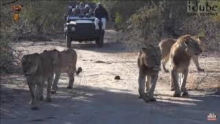 ⚡R.I.P Tailess Tsalala Lioness In Memory The Queen Of Londolozie