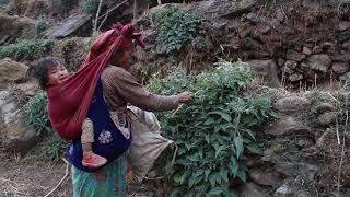 Green nettles || Traditional village lifestyle || Primitive technology ||