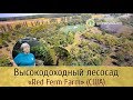 Высокодоходный лесосад "RED FERN FARM" (США)