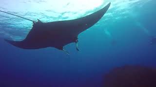 Socorro Island - Last Dive - Jan/2016 by Vladimir Solano 166 views 8 years ago 3 minutes, 18 seconds