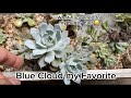 Repotting echeveria blue cloud one of my favorites