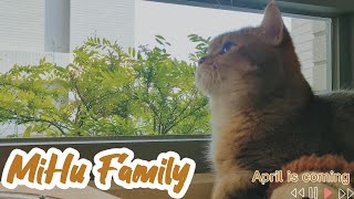 [Cats Diary] April is coming ｜Daily Records, Chill Music, Background, Work, Sleep, Cat Videos, Cats by Mihu family Take a break 118 views 1 month ago 15 minutes