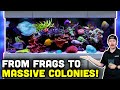 400 Build Your Own 400-Gallon Reef Tank with Stunning Mature Corals! 🌊