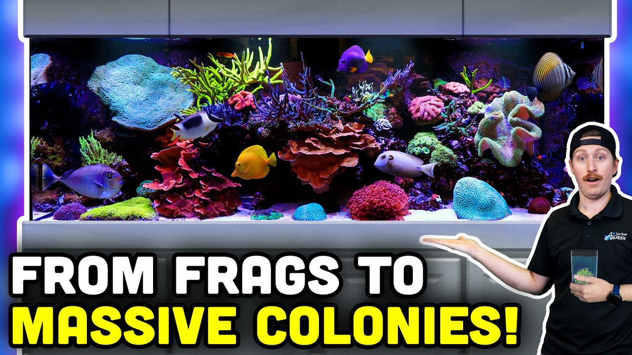 400 Gallon Reef TANK LOADED with Mature Corals! How YOU Can Build One Too!