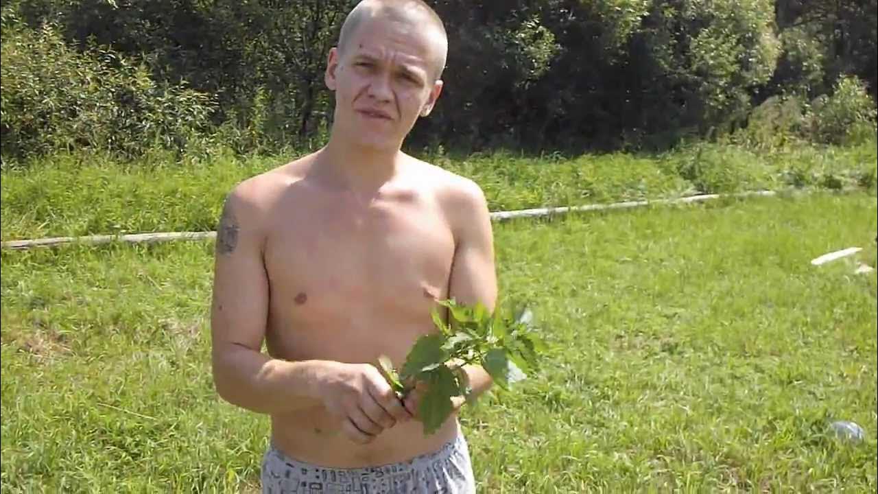 Листья малины разжижает кровь. Порот крапивой. Наказание крапивой мальчиков. Девушка с крапивой. Порот крапивой.