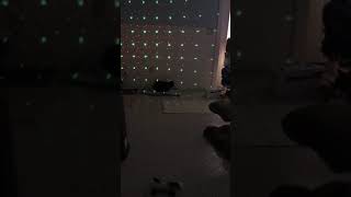 SOCKS kitties laser light show by Save Our Cats and Kittens Shelter 13 views 4 years ago 1 minute, 1 second