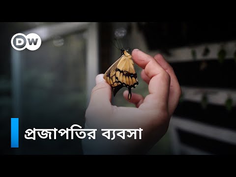 ভিডিও: প্রজাপতি কি নিশাচর