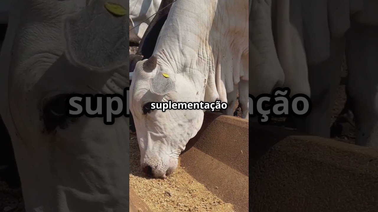 Nelore: O Gigante da Pecuária Brasileira