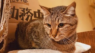 2024.6.5【Cat Live Stream】看板猫かもめの『ただいま勤務中』