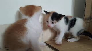 Anak kucing belajar bermain  3 weeks Kitten starting to play