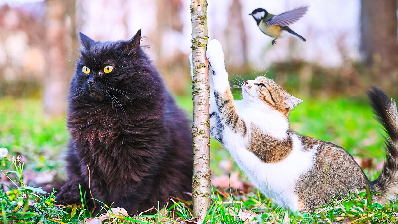 You Need ASMR Cat Video Like This 😺 No AI, No Music — Cat Videos for Cats to Watch