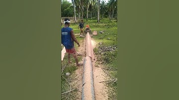 Sawing coconut tree using Chainsaw   #shorts #viral #chainsawman #cutting #asmr