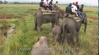 Elephant Safari at Kaziranga National Park, Assam