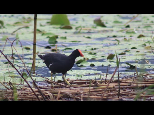 Sura pikat jebak jerat burung mandar batu burung peruk 1 jam moorhen sound ( burung rawa) class=