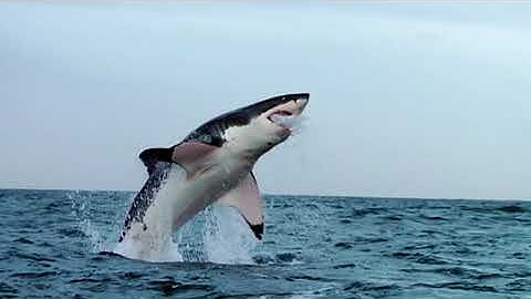 Unlock 3 Great White Shark