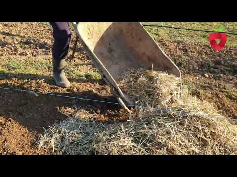 An easy way to mulch the garden